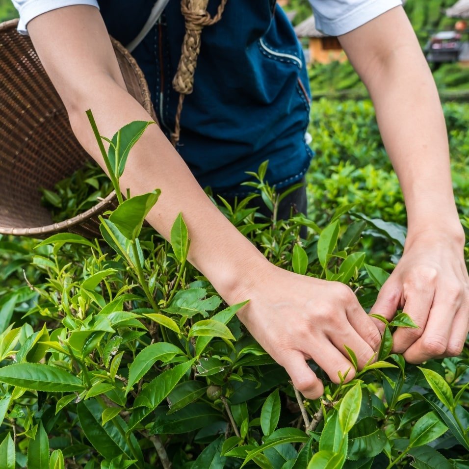 pelatihan kerja pertanian di jepang